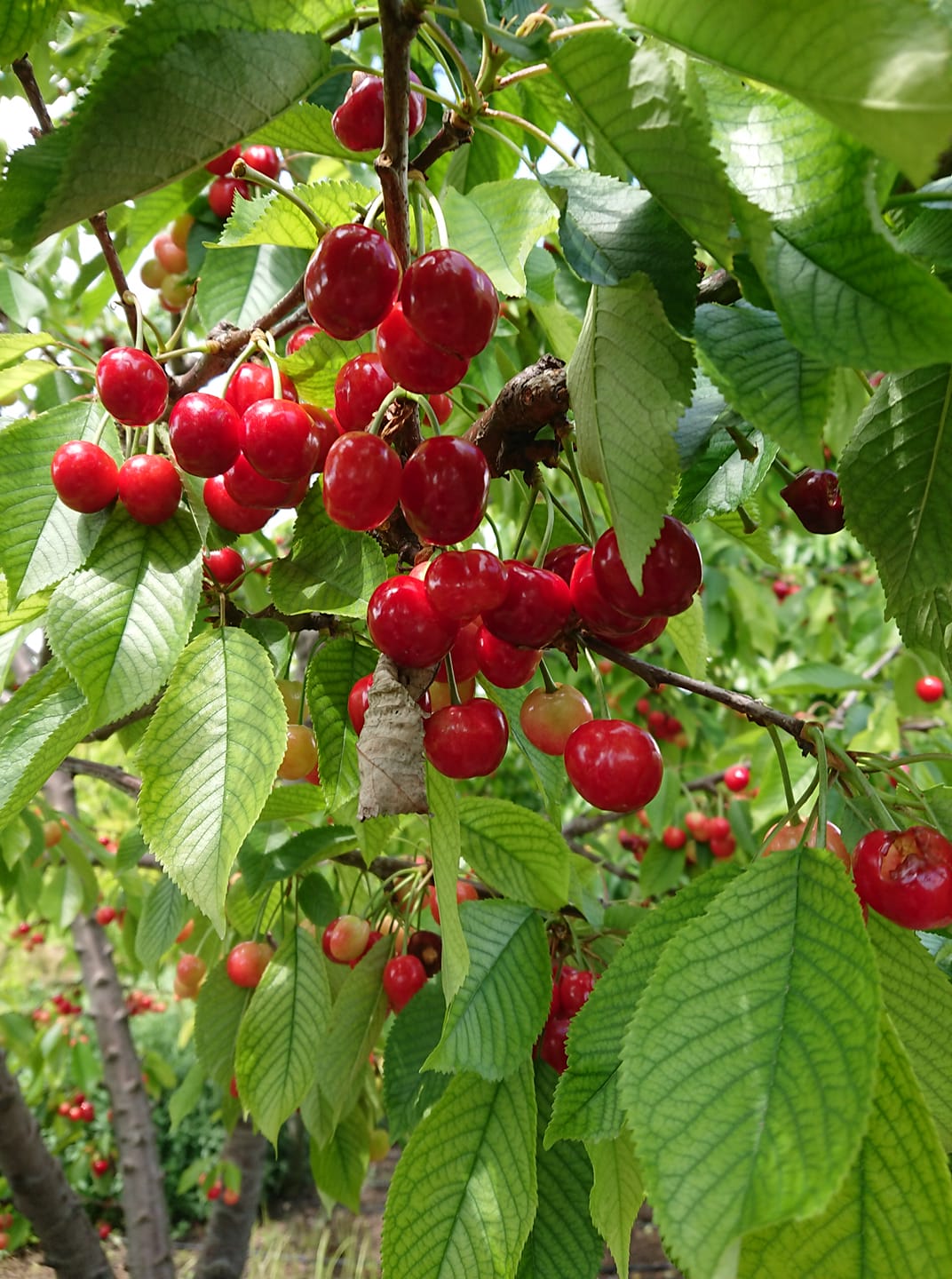 Bahçemizden taze kiraz — Eskişehir meyve bahçesi