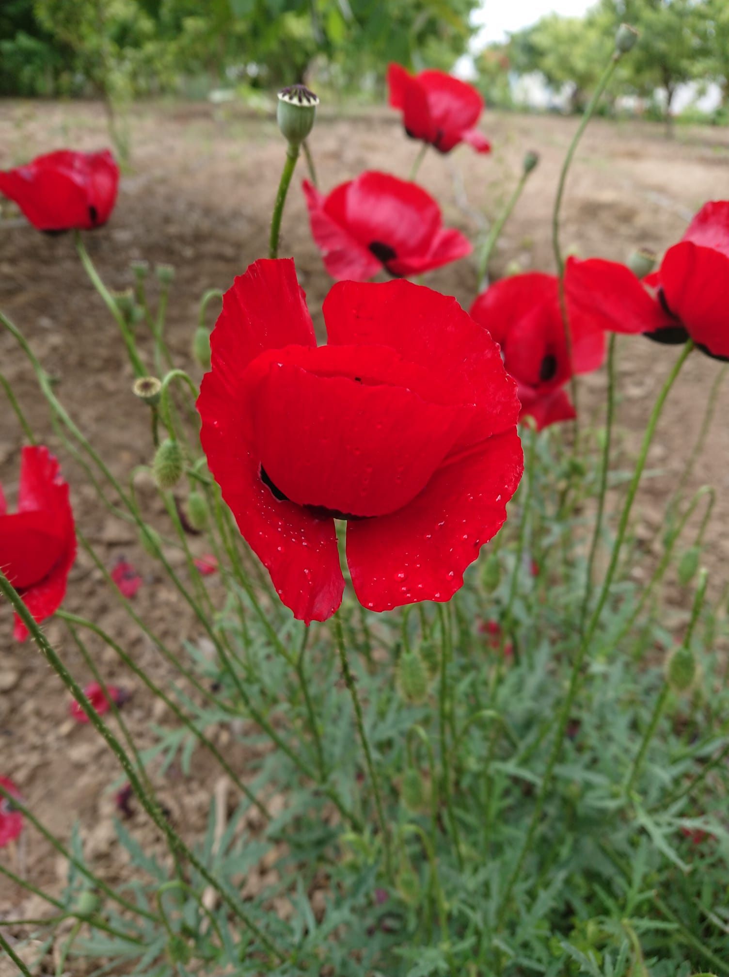 Çiftlik bahçesinde açan gelincikler — Eskişehir