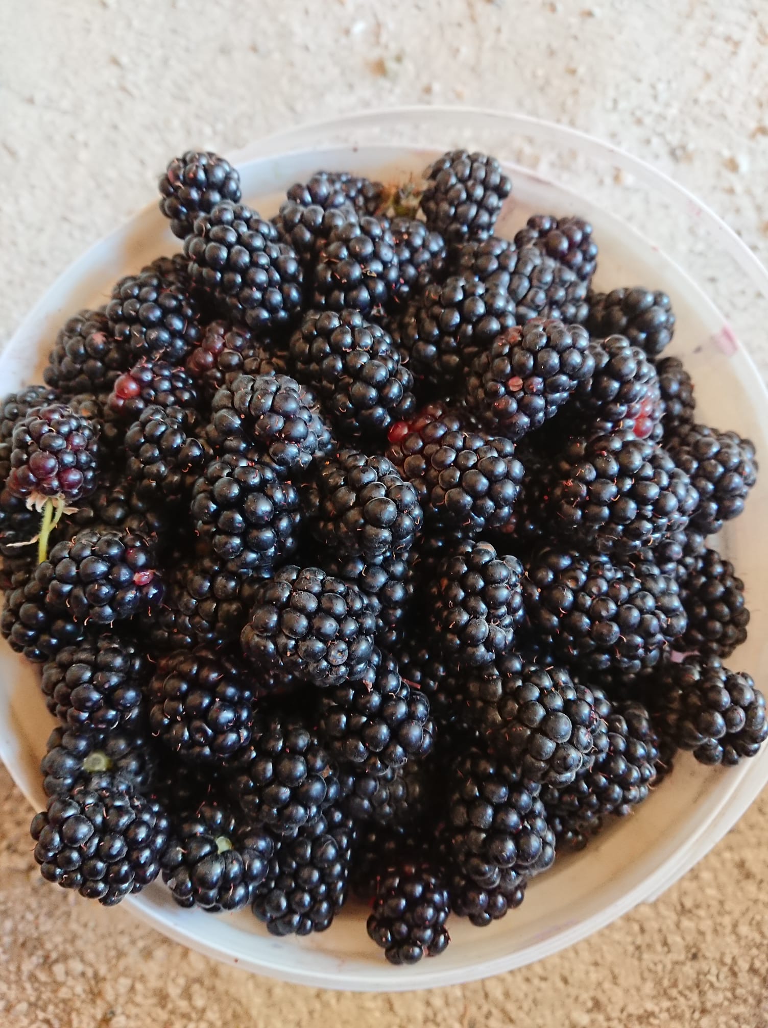 Böğürtlen — doğadan olduğu gibi