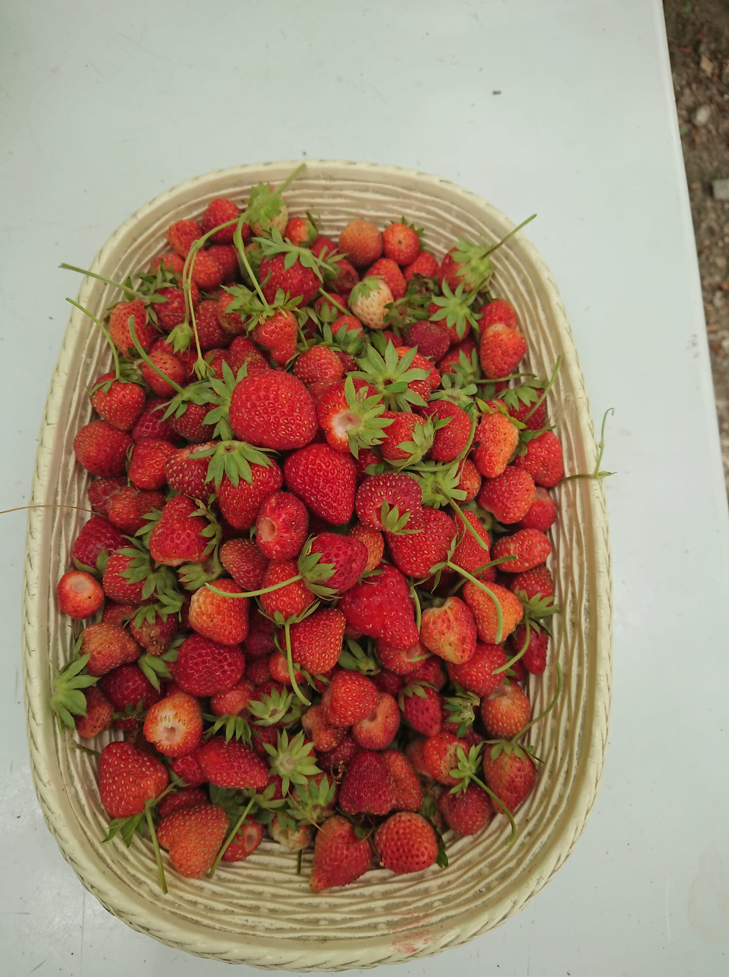 Sepet dolusu taze çilek hasadı