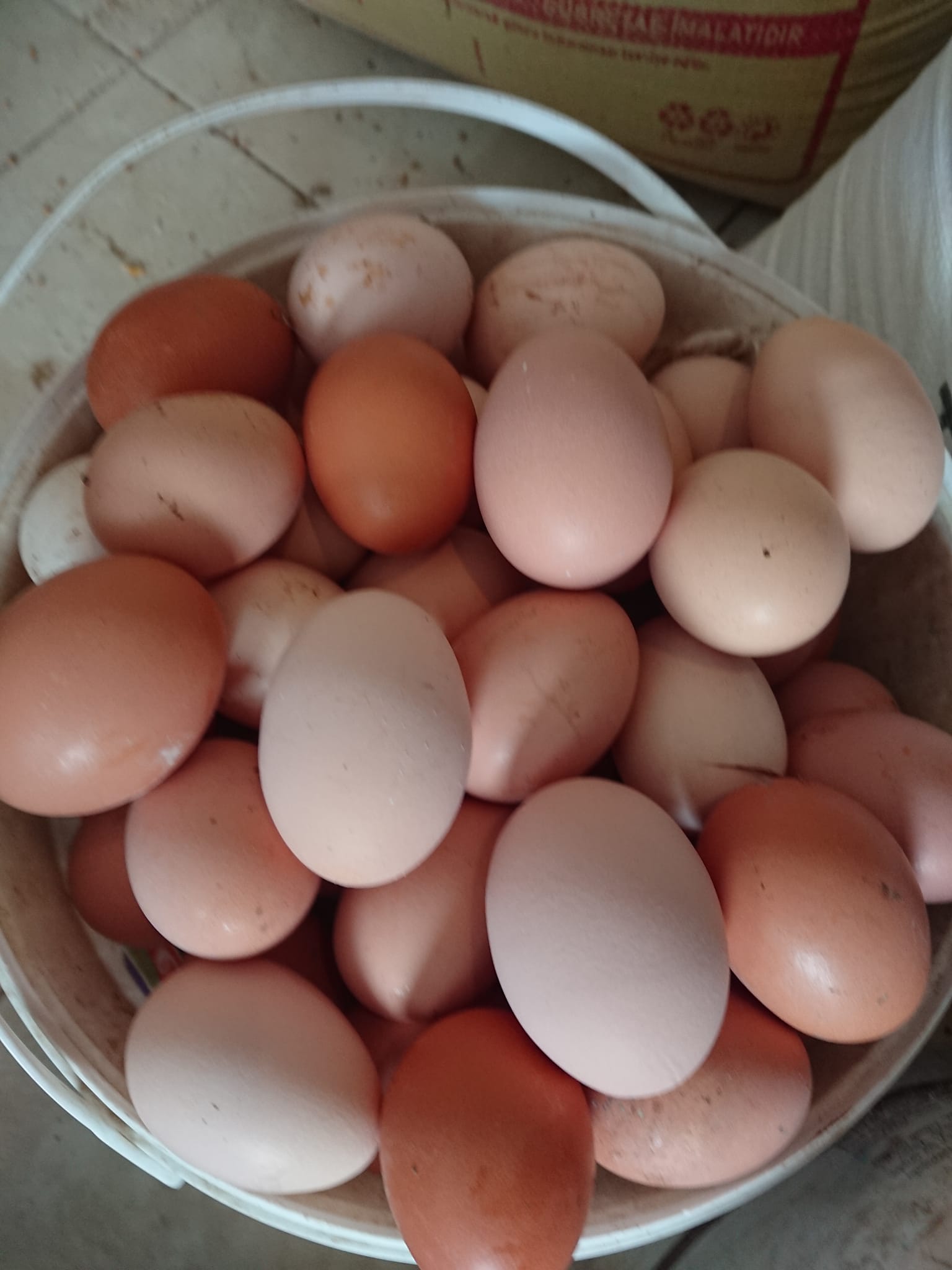 Her sabah toplanan taze yumurtalar