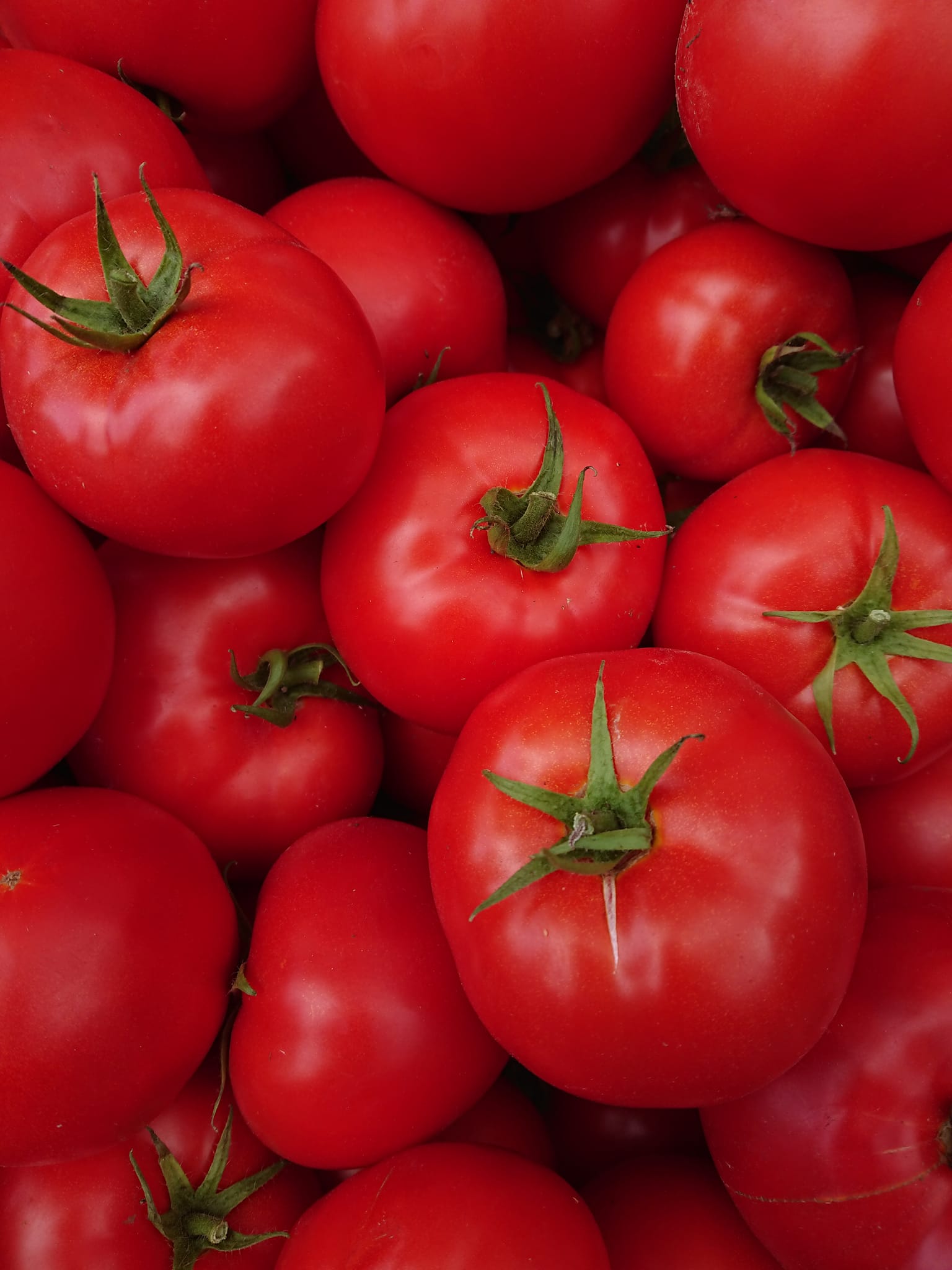 Toprakta yetişen domatesler — Eskişehir aile çiftliği