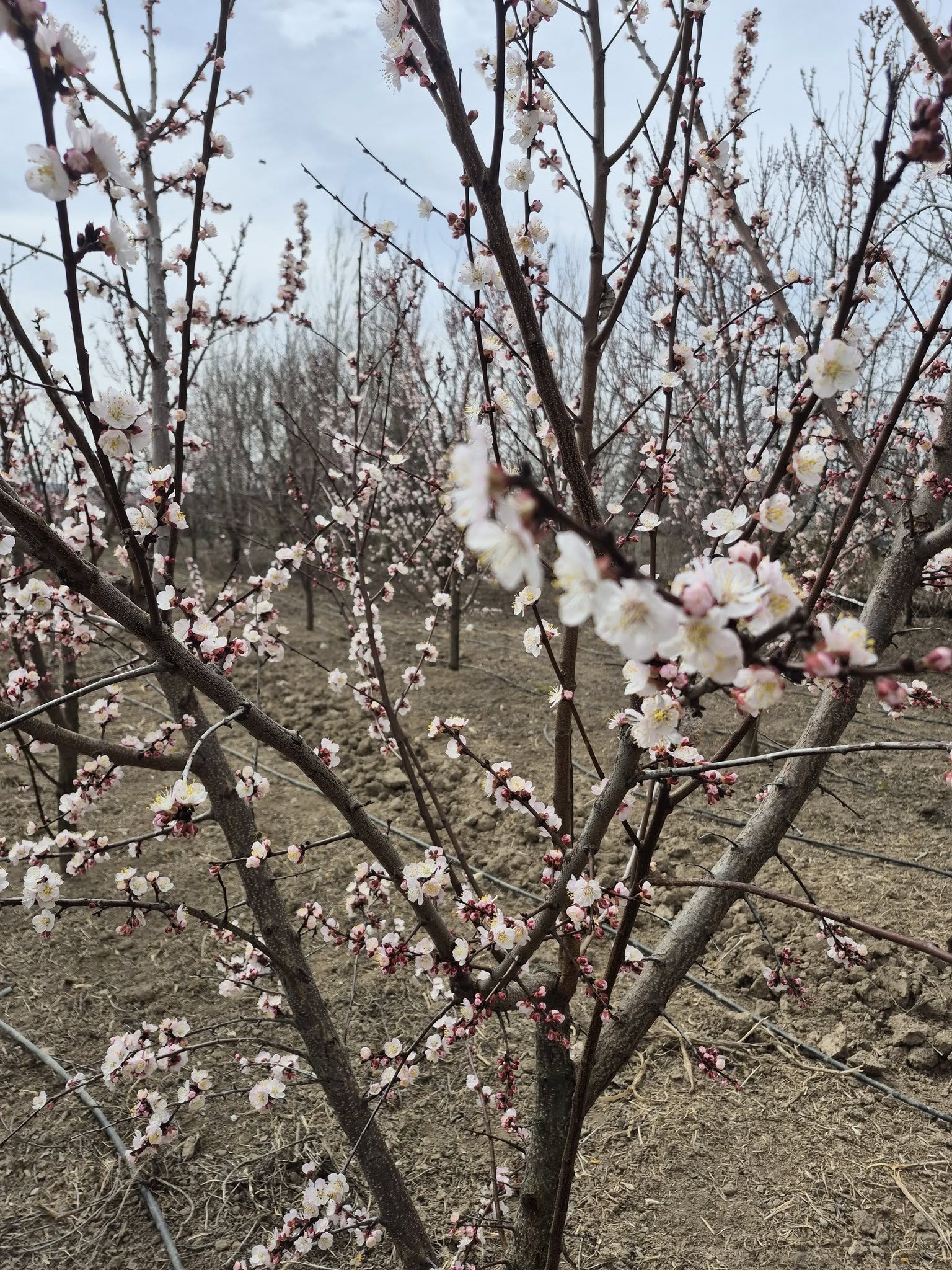 İlkbaharda çiçek açan meyve ağaçları — Eskişehir aile çiftliği