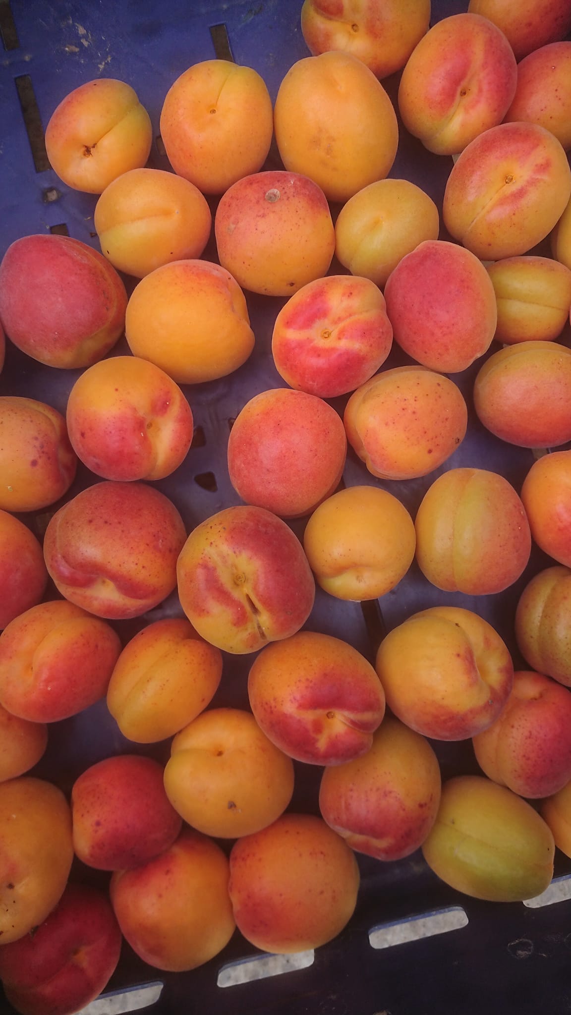 Taze kayısılar — Eskişehir çiftliği