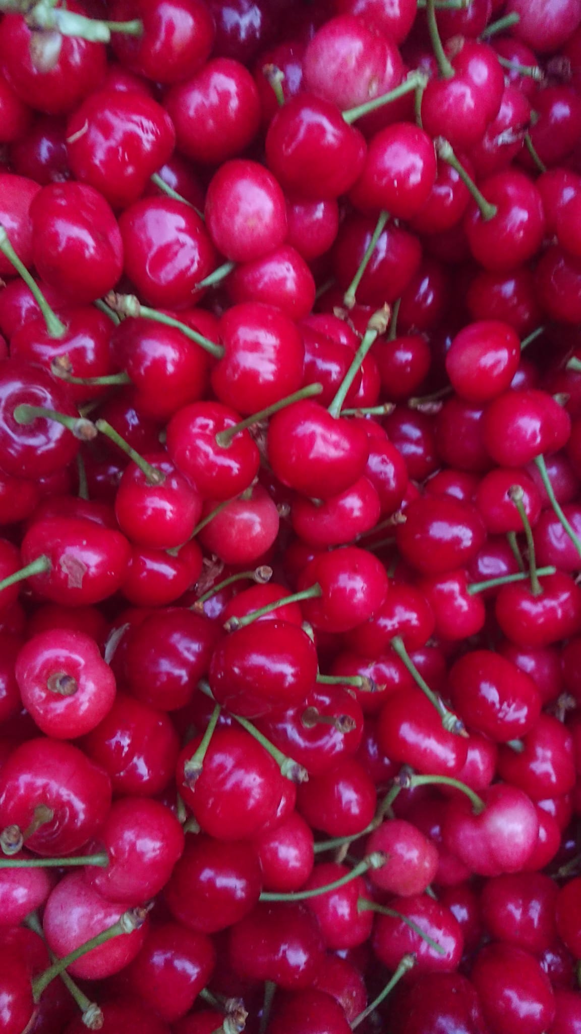 Kırmızı kiraz hasadı